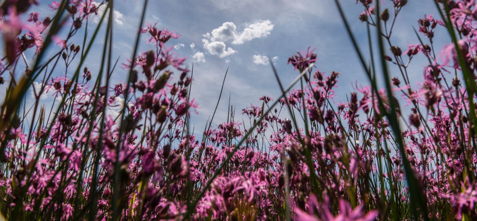 koekoeksbloem koekoeksbloem