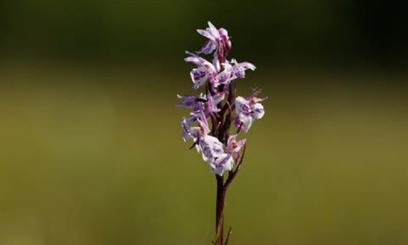 gevlekte orchis