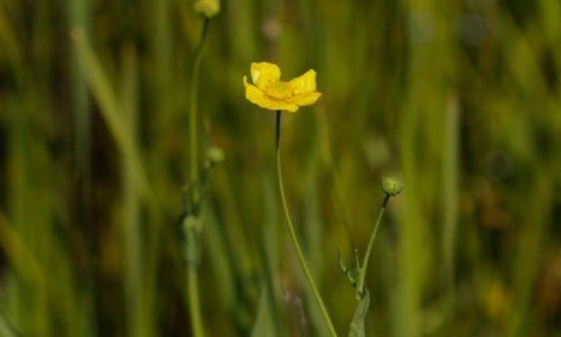 grote boterbloem