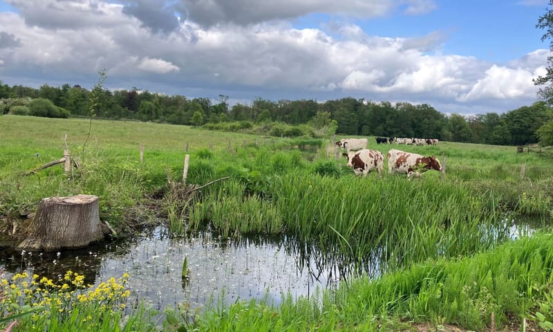 begrazing door koeien in de natuur (Landgoed Dorth)