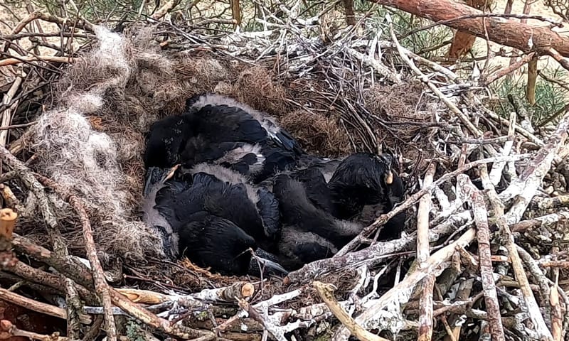 nest met ravenjongen
