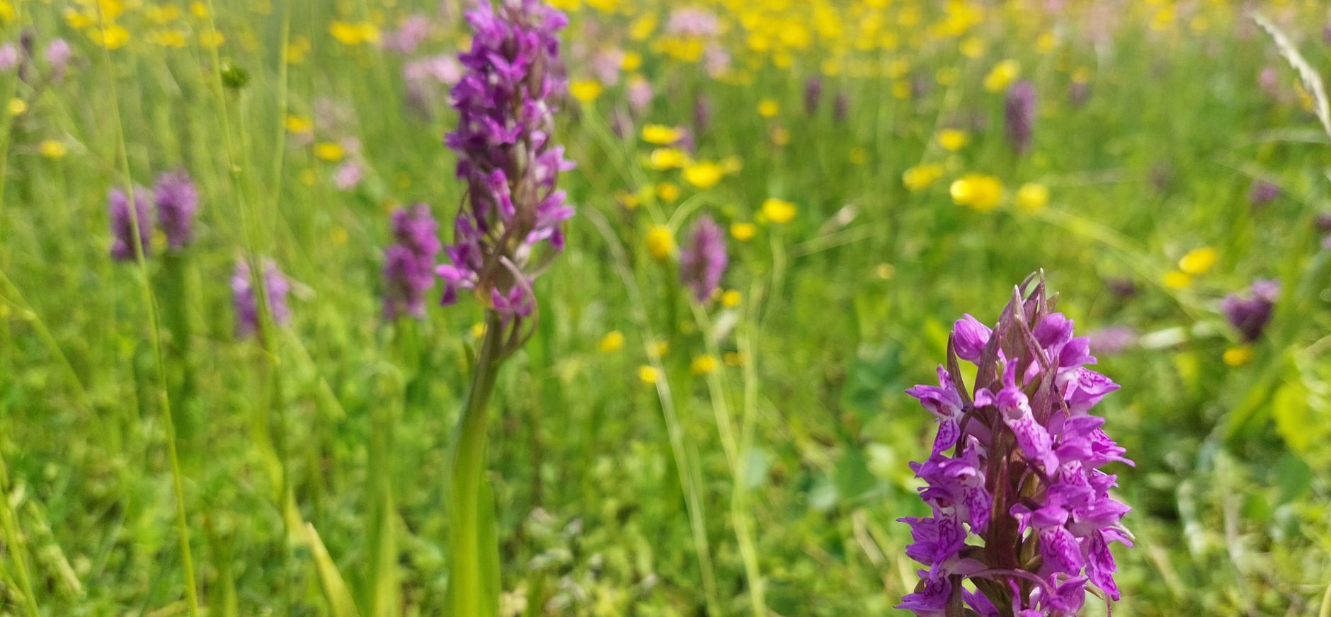Brede orchis