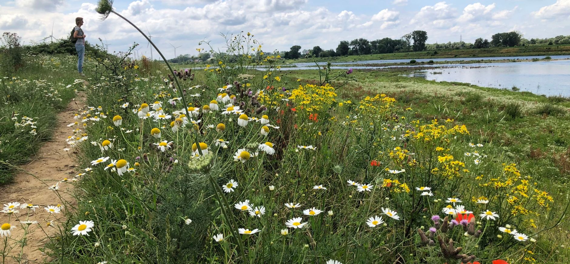 wilde bloemen grensmaas