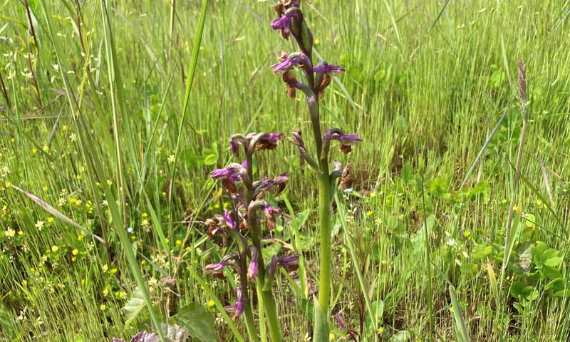 Harlekijnorchis
