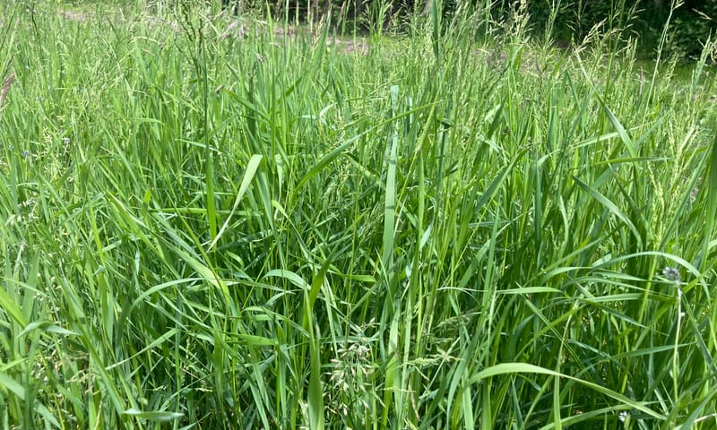 Dicht grasland