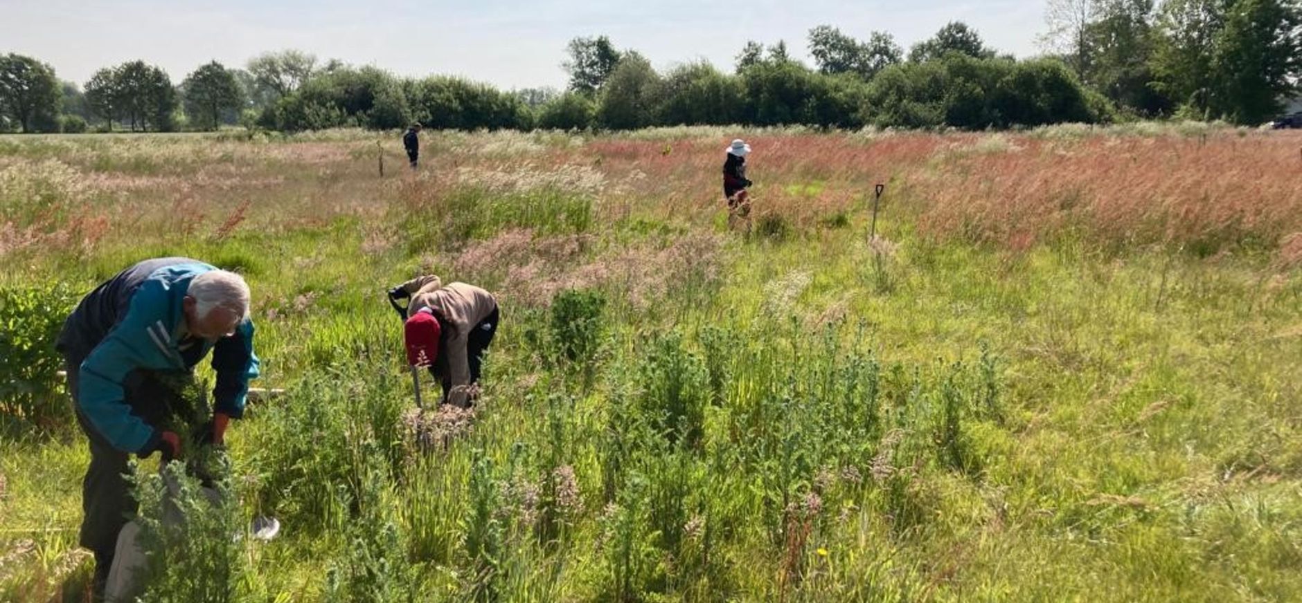 Jacobskruiskruid steken Dommeldal