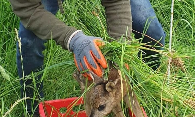 Jan met kalf Fotograaf: Olga Ketel 