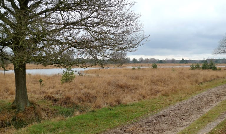 Kampina overzicht, zandpad, boom landschap