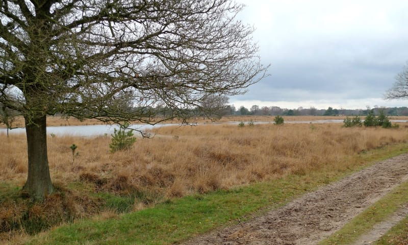 Kampina overzicht, zandpad, boom landschap
