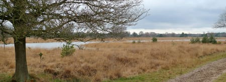 Kampina overzicht, zandpad, boom landschap