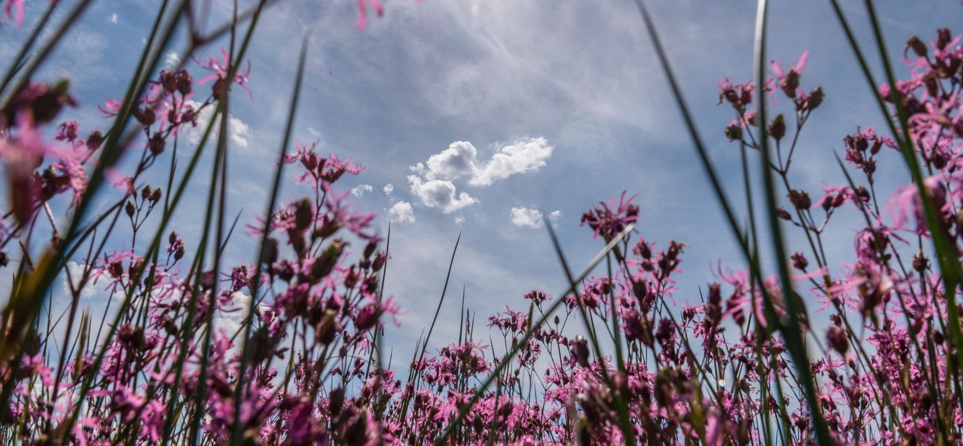 Koekoeksbloem
