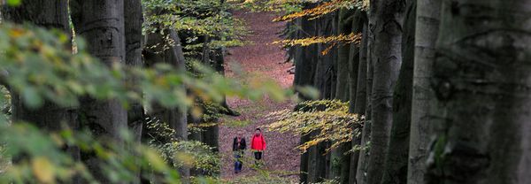 De Koningslaan in de Onzalige Bossen