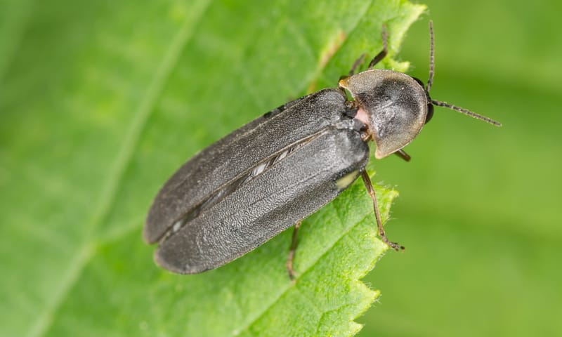 Mannetje vuurvlieg op een blad