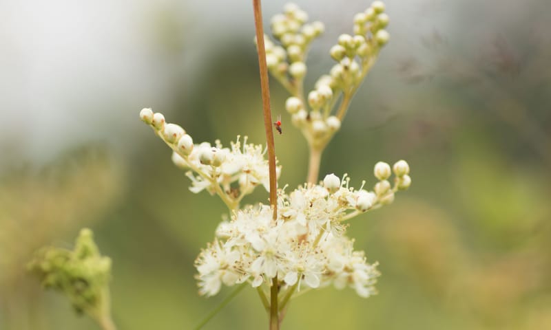 Moerasspirea