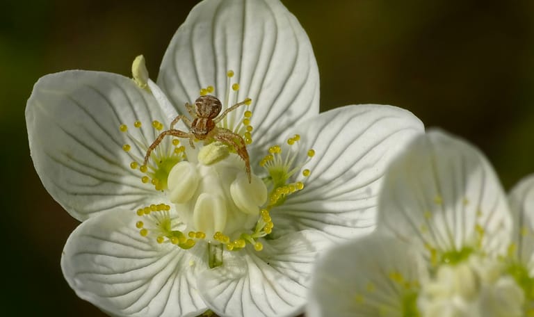 Parnassia Parnassia