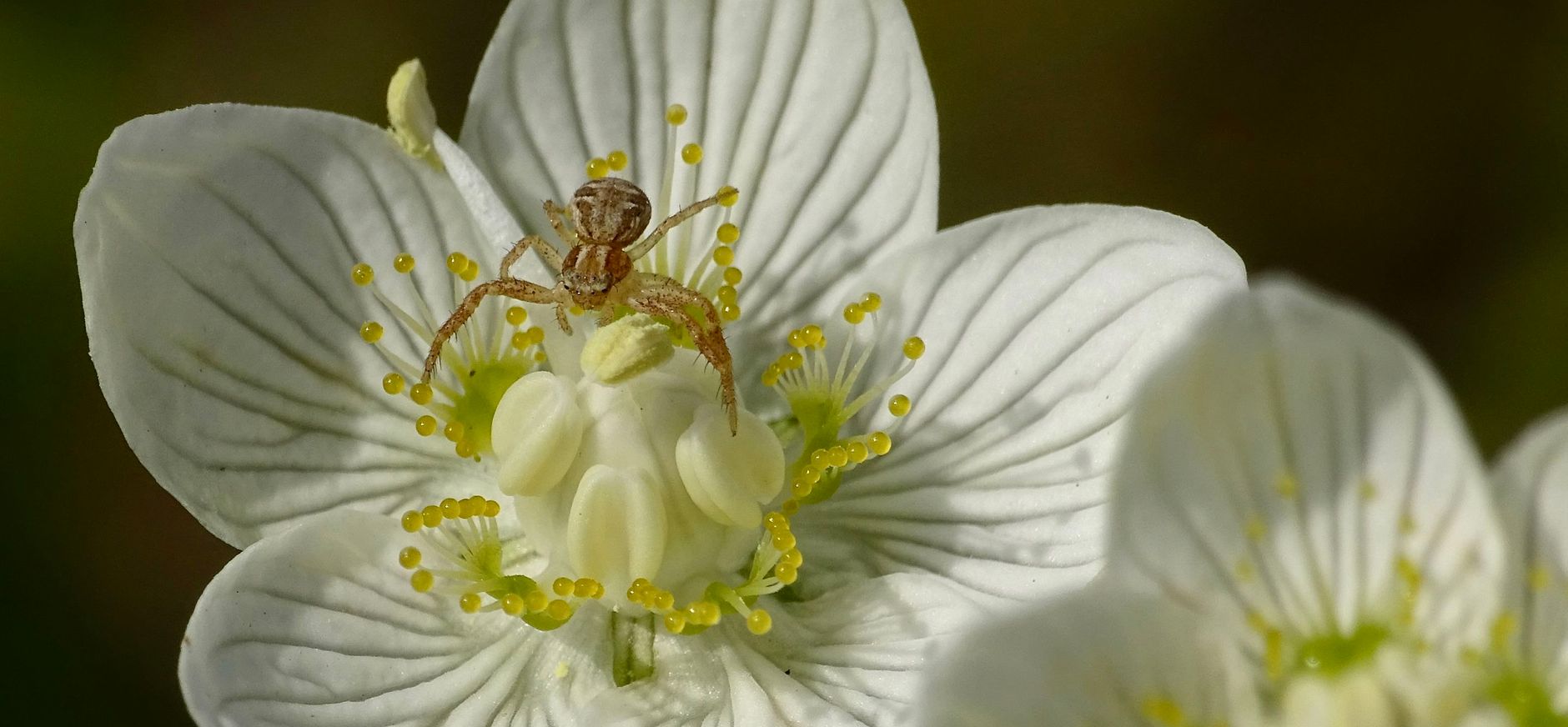 Parnassia