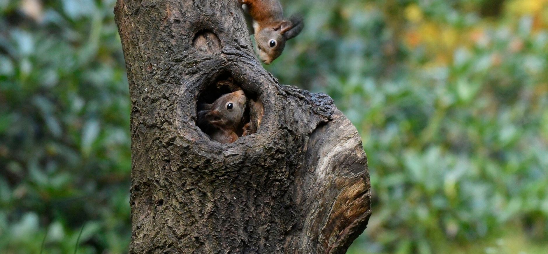 Spelende jonge eekhoorns