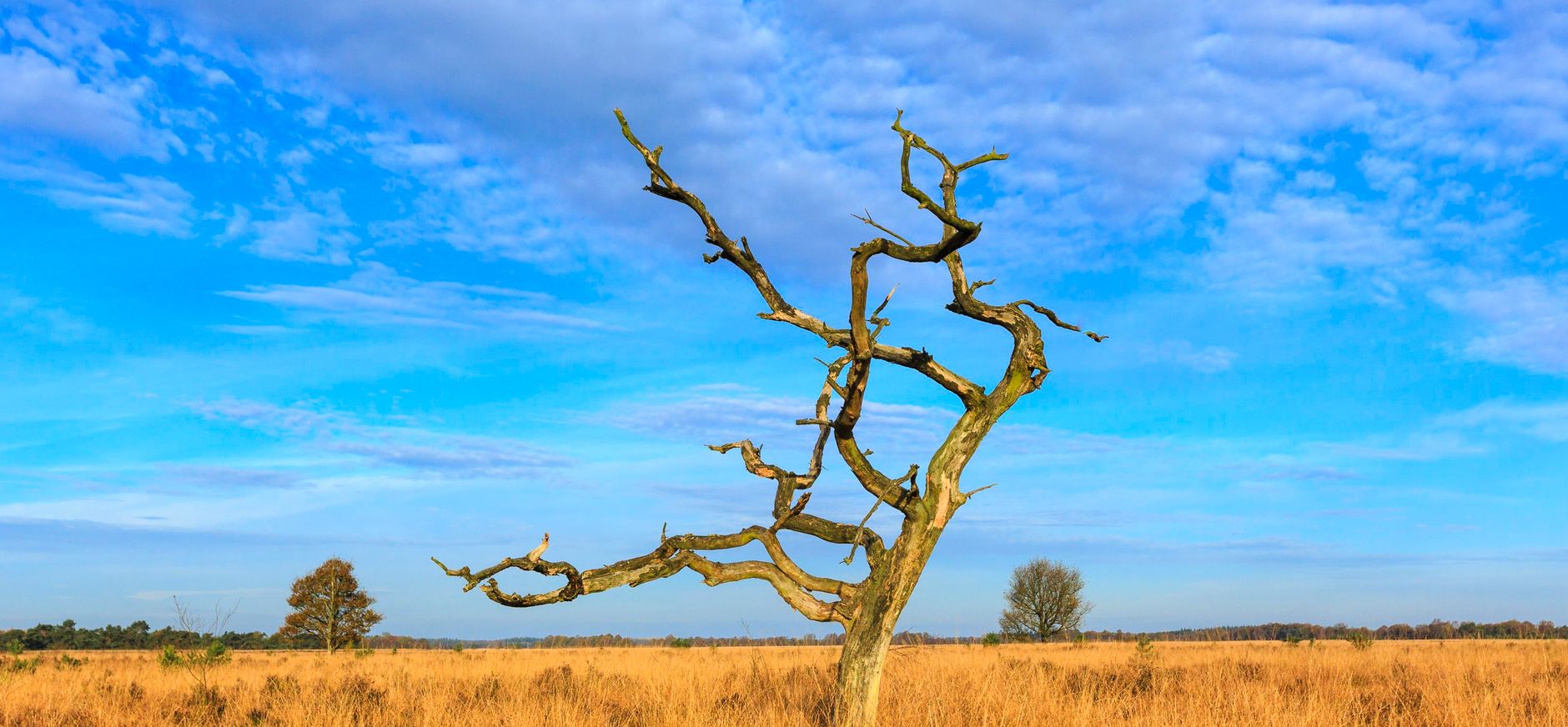 Pijpestro Dode boom in pijpestro