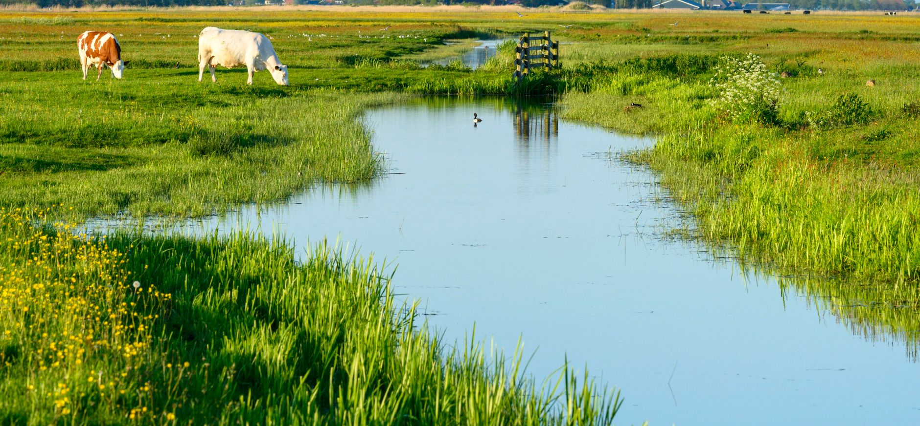 Agrarisch natuurbeheer in De Greidhoeke (FRS). 