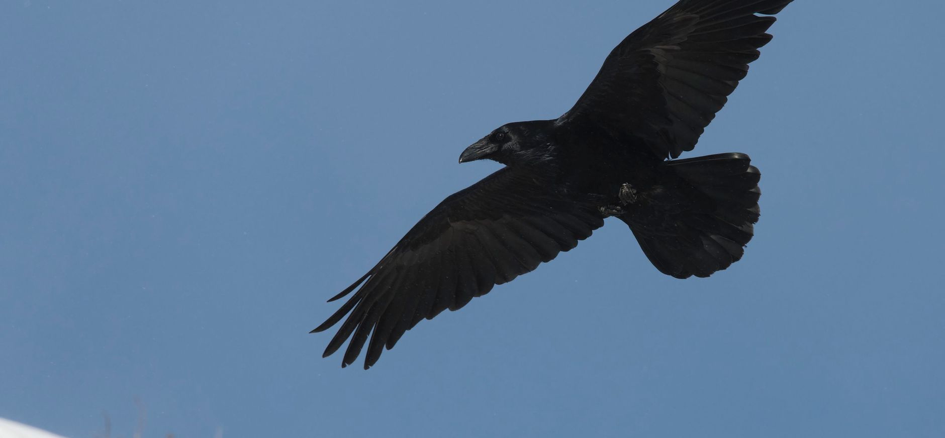 raaf in de lucht raaf in de lucht