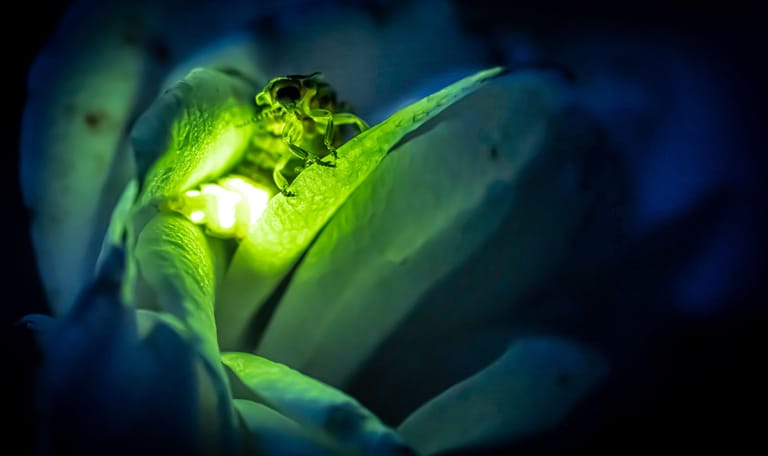 Vuurvliegjes Grote glimworm geeft licht om partner te lokken
