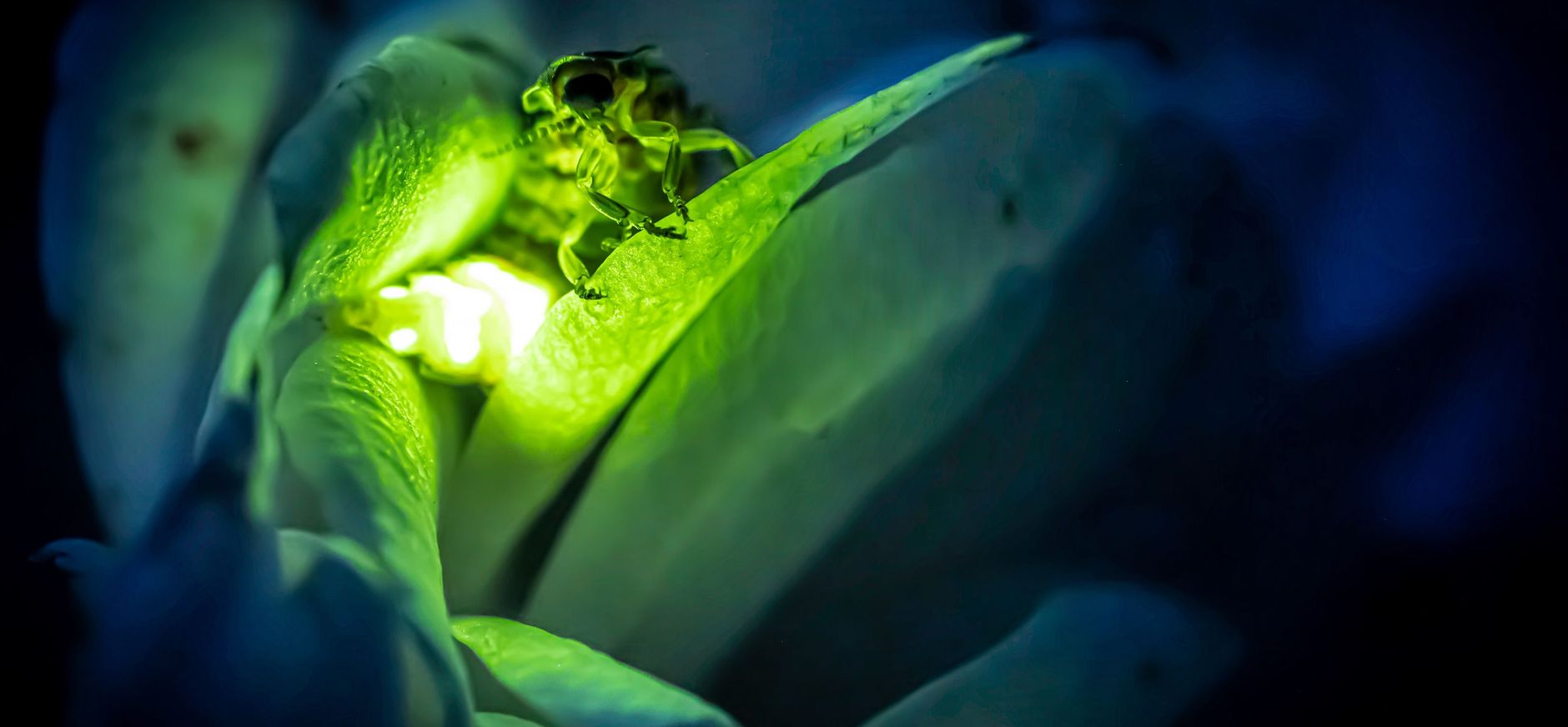Vuurvliegjes Grote glimworm geeft licht om partner te lokken