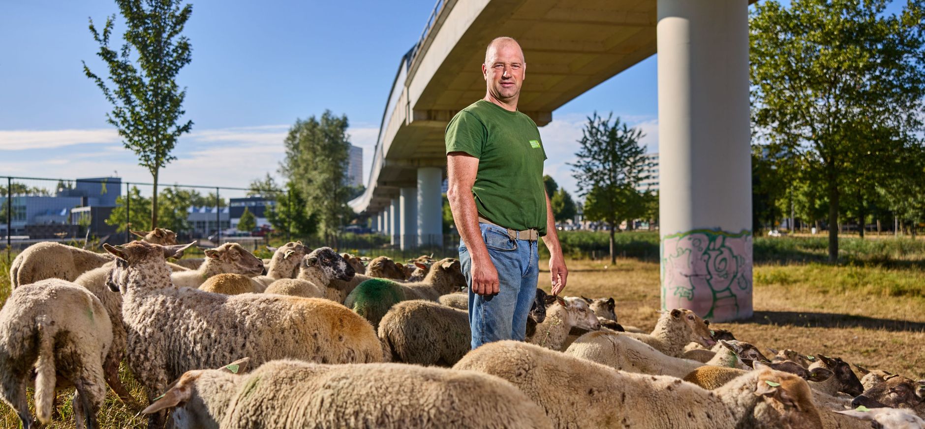 Stadsherder Martin Oosthoek met zijn schapen in Rotterdam-West