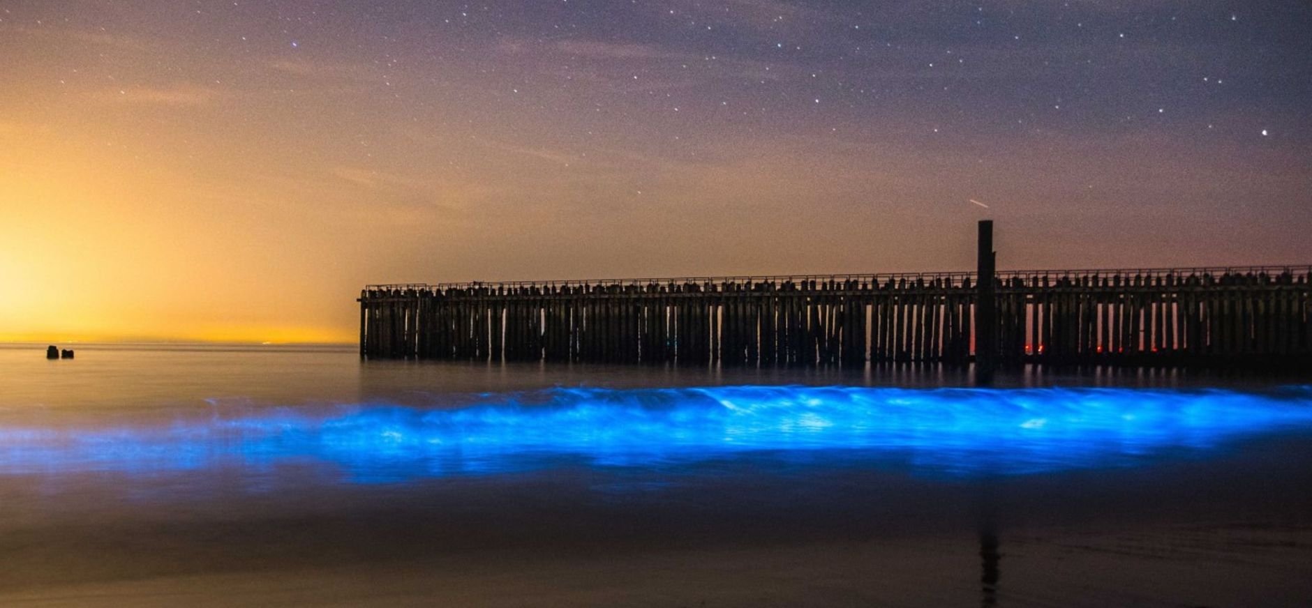 Zeevonk zichtbaar aan de kust vanaf het strand