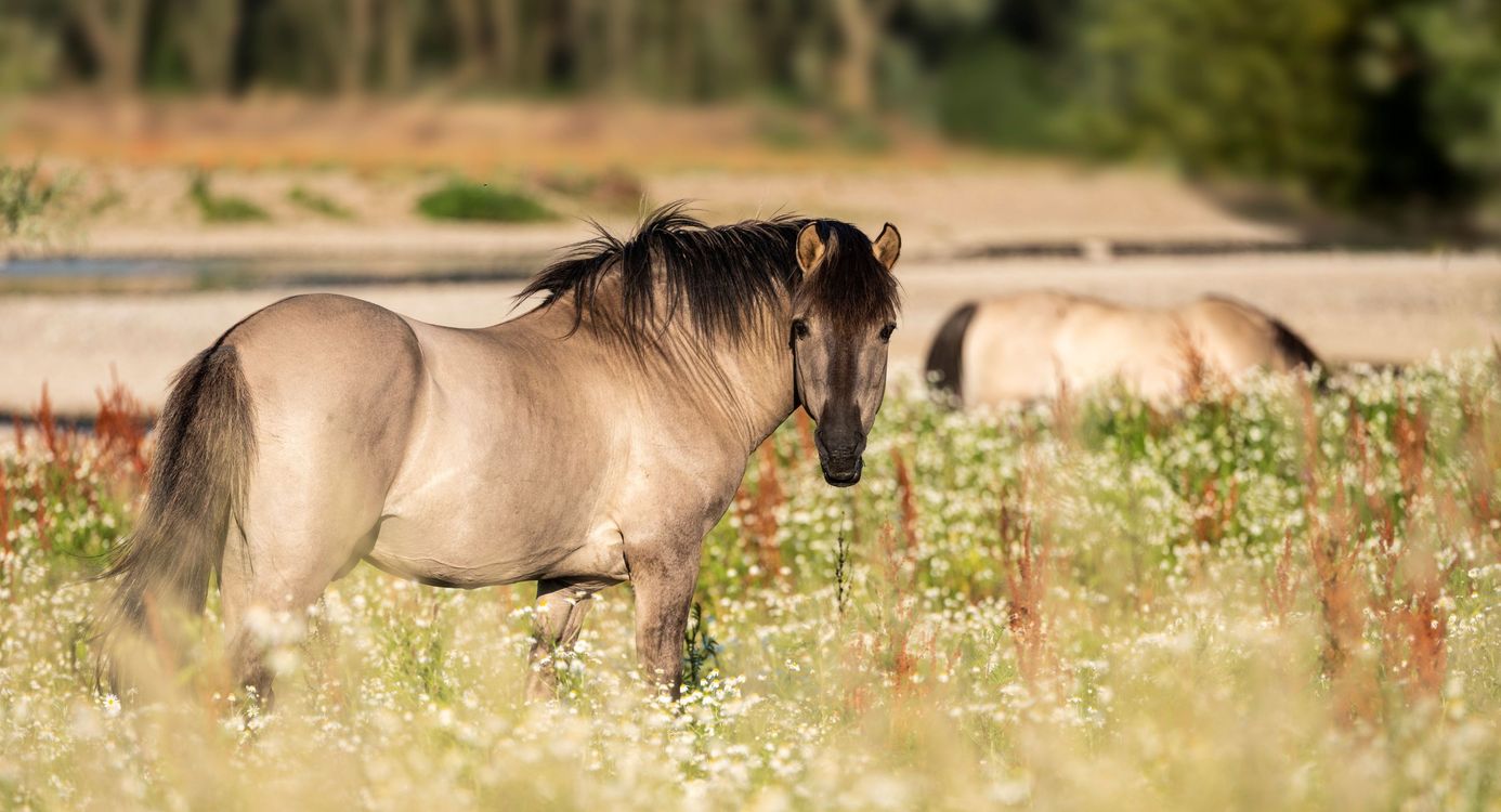 Konik