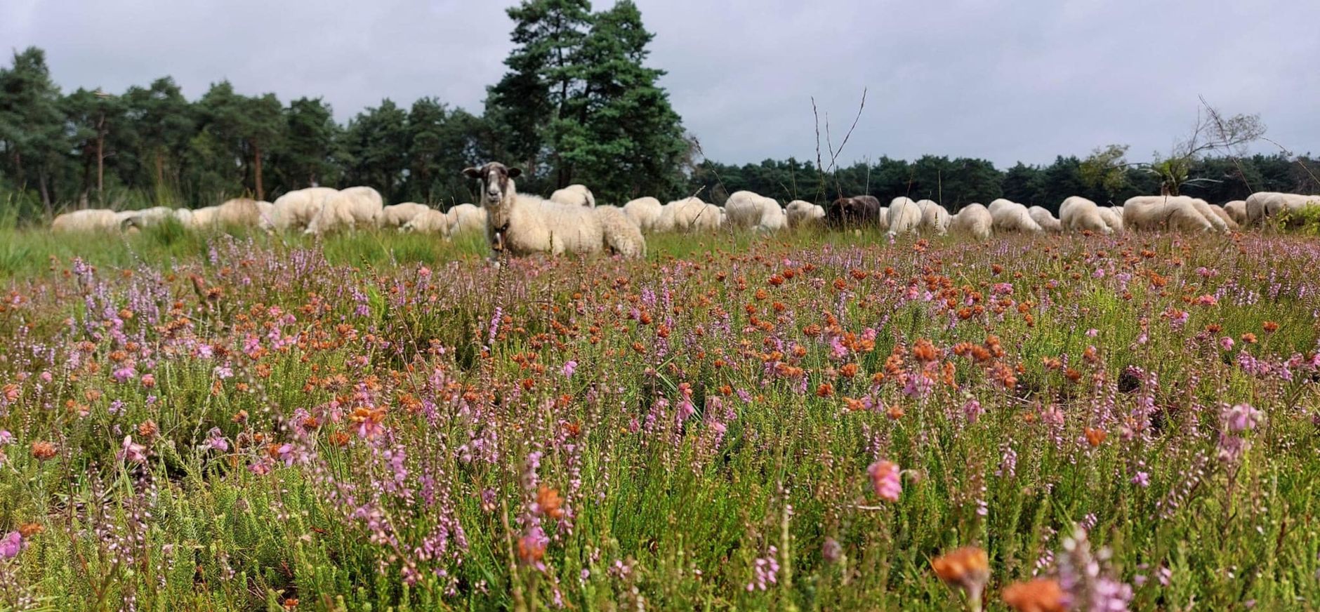 Schaapskudde de Belhamel Grote Veld zomer 2023