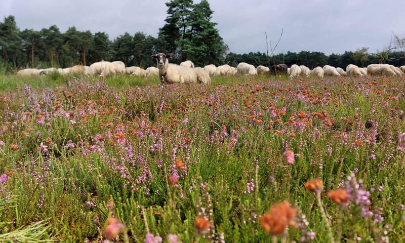 Schaapskudde de Belhamel Grote Veld zomer 2023