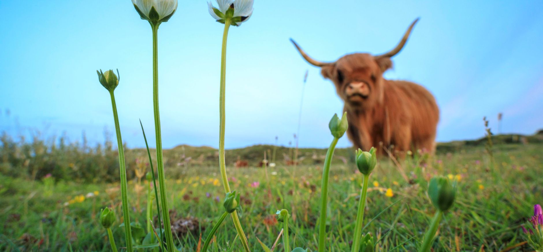 Natuurgebied Duin en Kruidberg