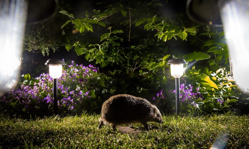 Egel loopt in het donker door de tuin