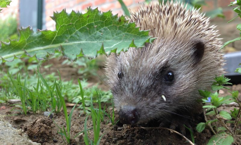 Egel in de groentetuin