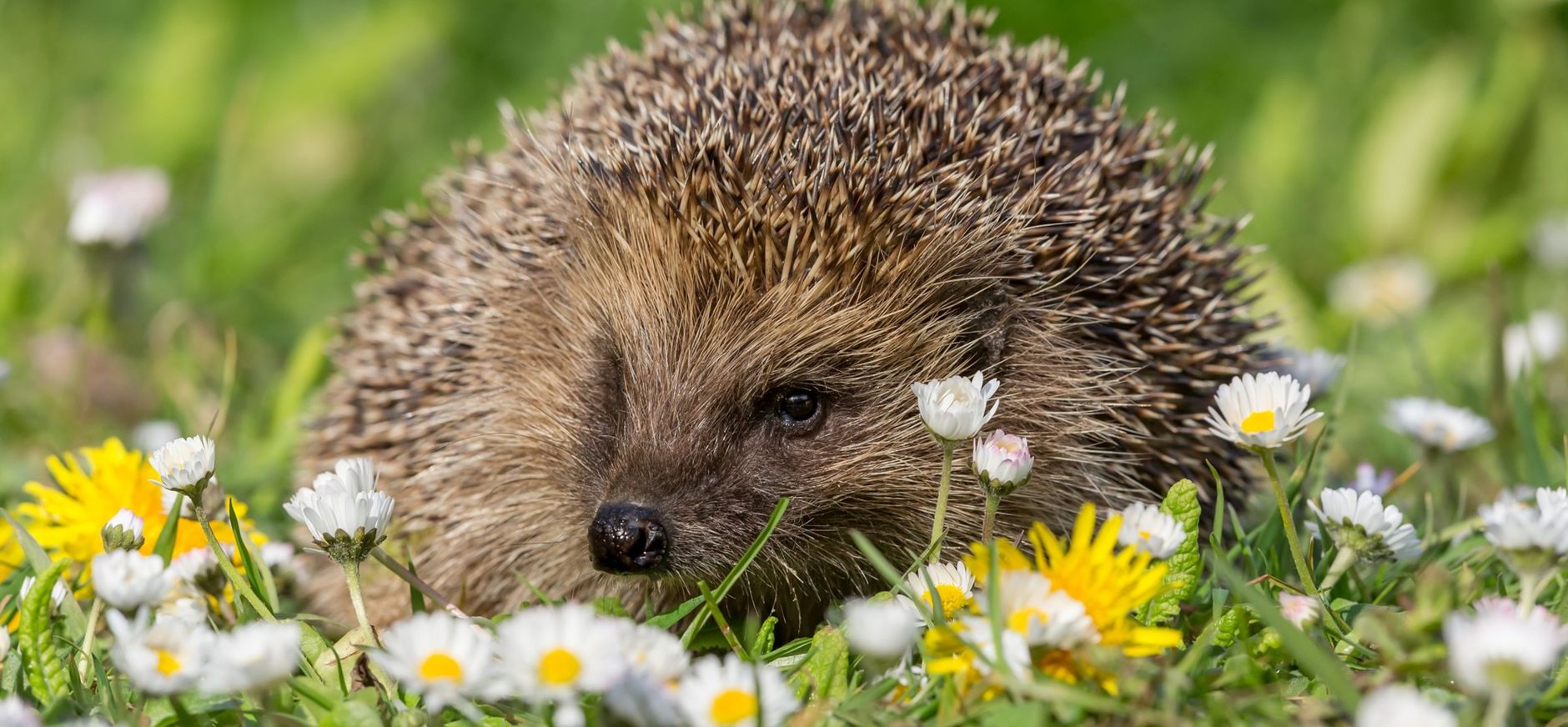 Egel op gazon in een tuin