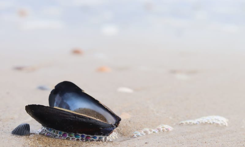 Gewone mossel op het strand