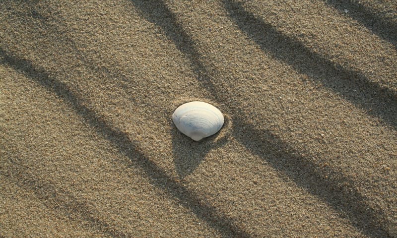 Halfgeknotte strandschelp op het strand