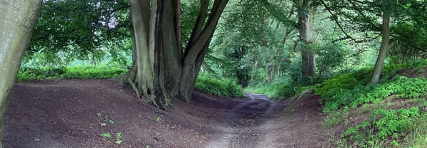 Holleweg op landgoed Heuven