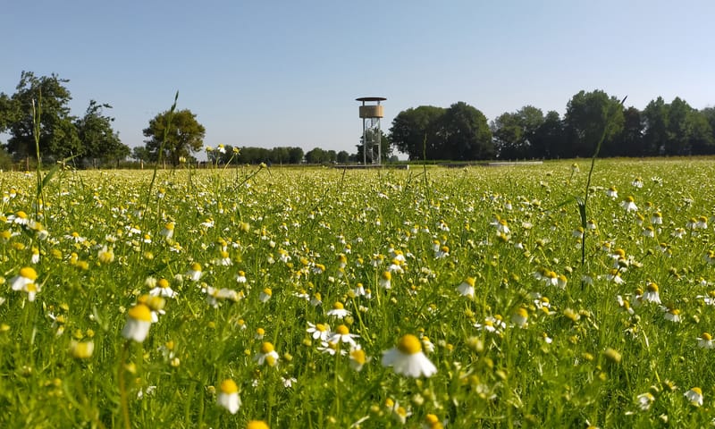 Uitkijktoren Walburg in de kamilleweide