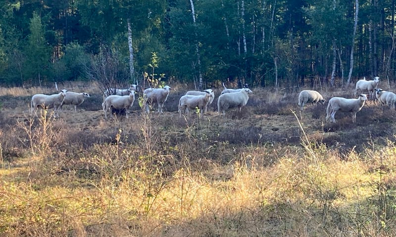 Schapen Schapenhoeve Winterswijk