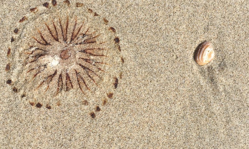 Aangespoelde kompaskwal op het strand
