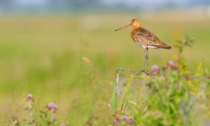 Grutto op paaltje bij weiland