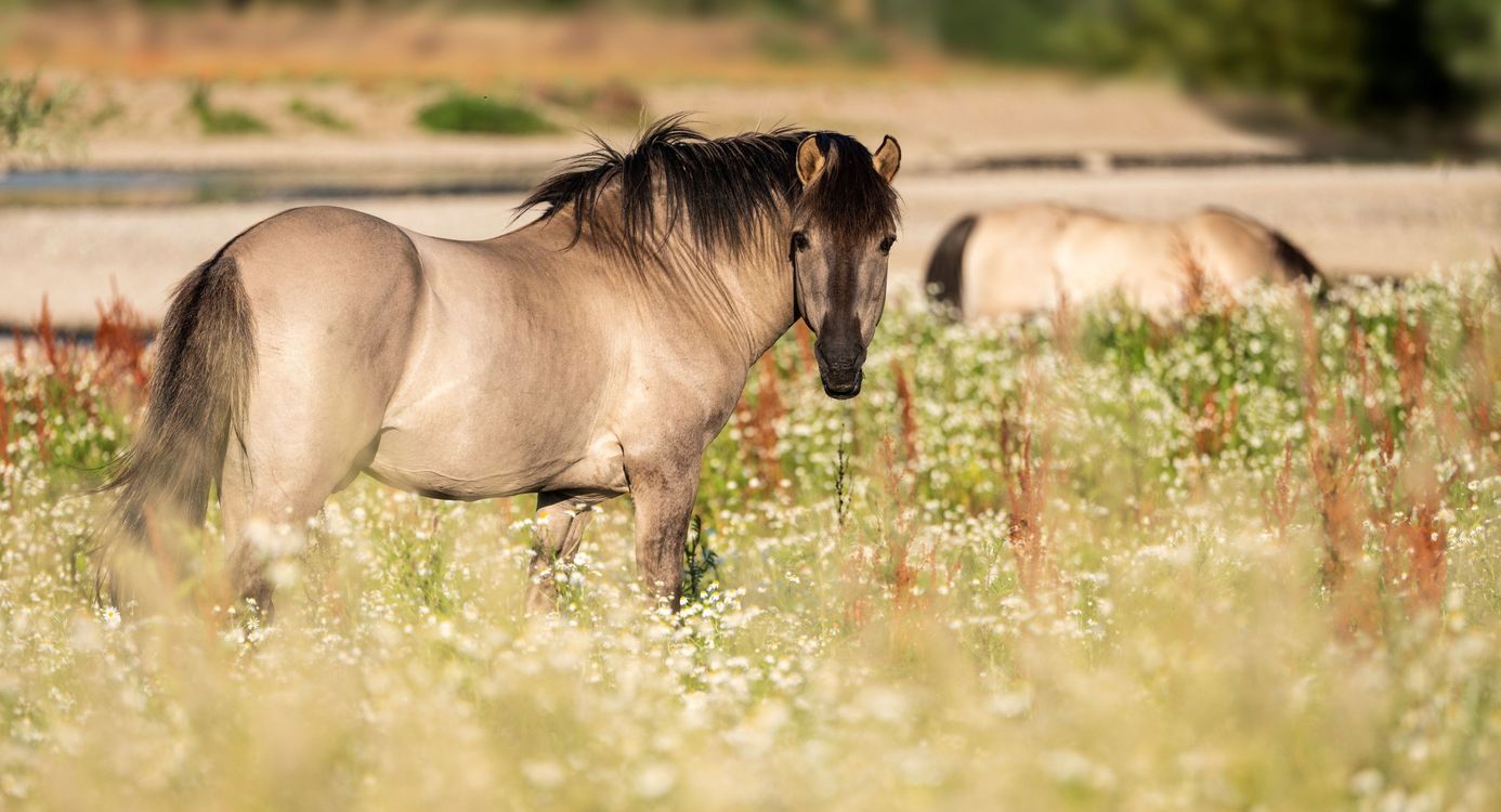 gGote grazer in de Maasvallei