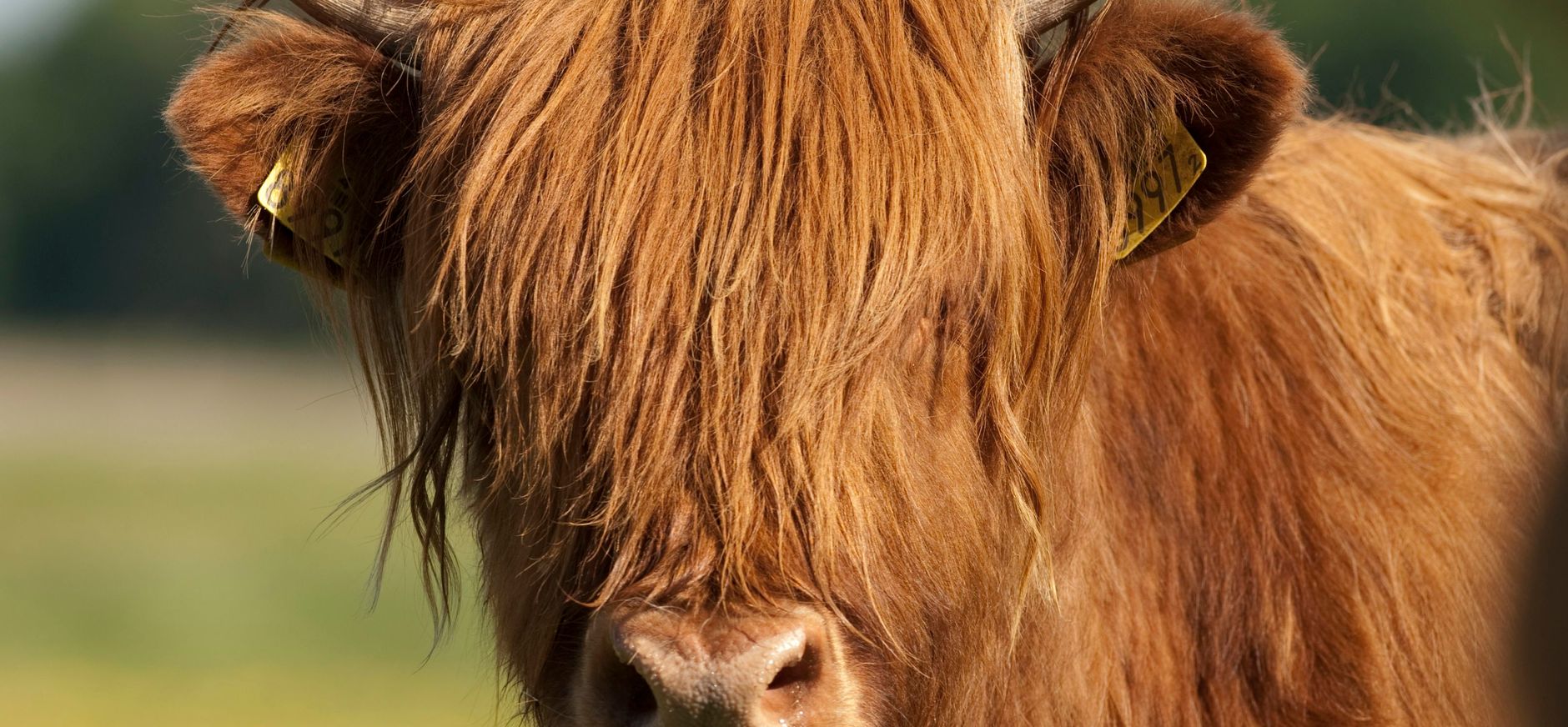 Schotse hooglander