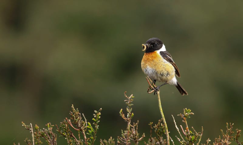 Roodborsttapuit eet een insect op de heide