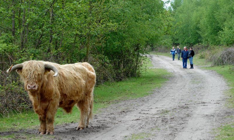Schotse hooglander op wandelpad Huis ter Heide