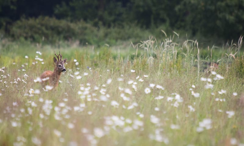 Ree in weide met bloemen