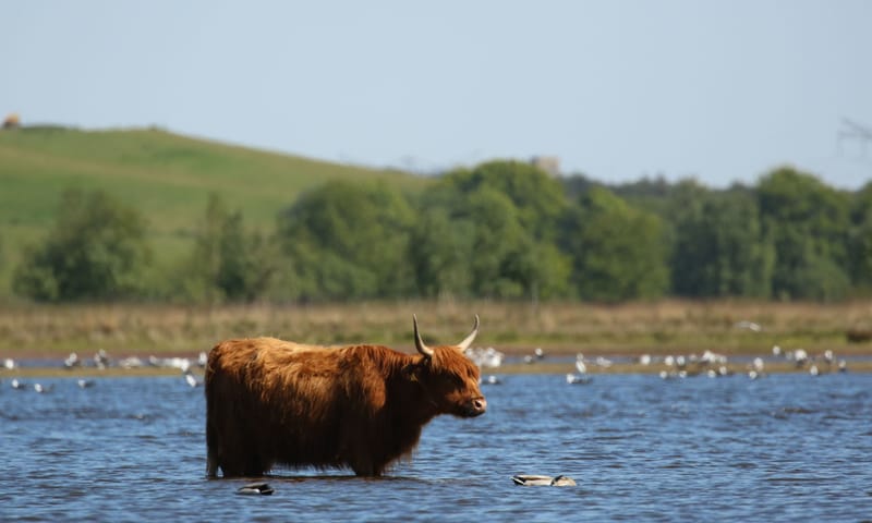 Schotse hooglander zoekt verkoeling in het water