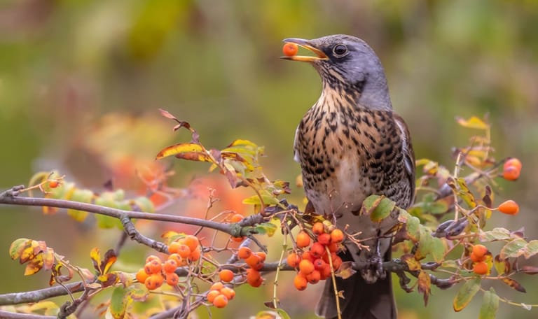 Kramsvogel Lijsterbes met kramsvogel