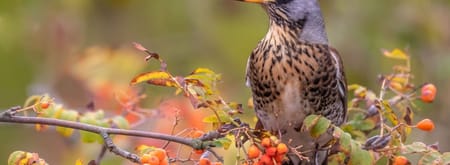 Lijsterbes met kramsvogel